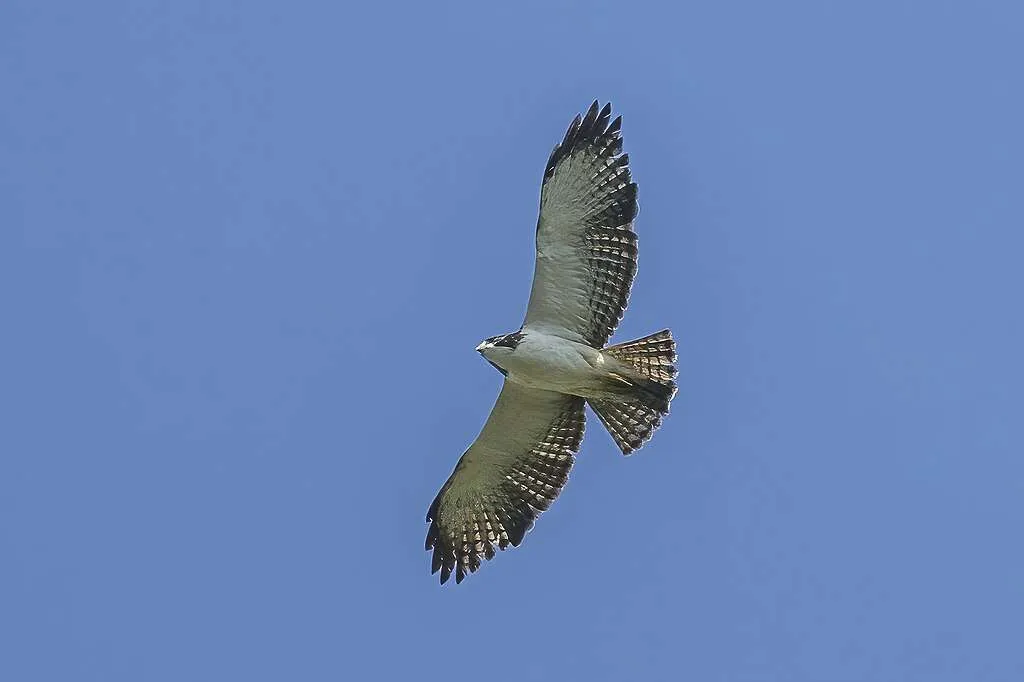 Short-tailed Hawk in flight