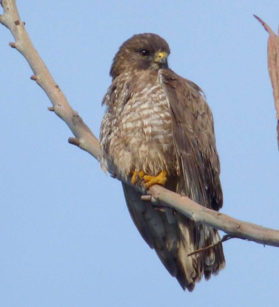 Short-tailed Hawk sitting on a branch