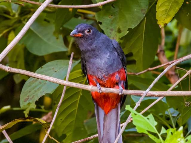 Large, stocky dark gray bird with red belly.