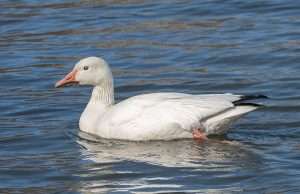 Small white goose with orange bill.