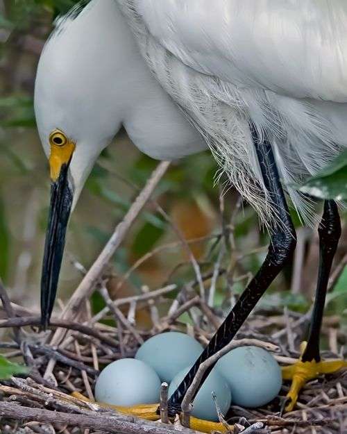 A nest contains several blue plain eggs and a large white bird stands over them.
