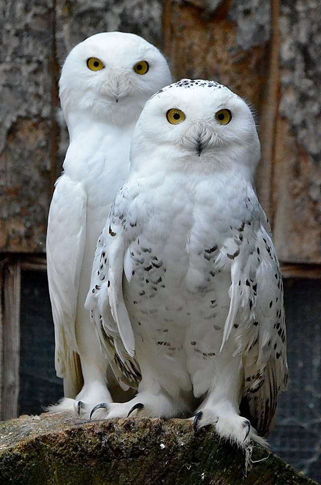 Brilliant white owl with piercing yellow eyes.