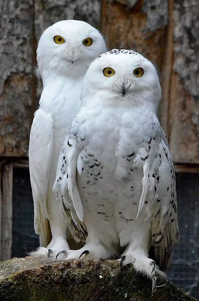Brilliant white owl with piercing yellow eyes.