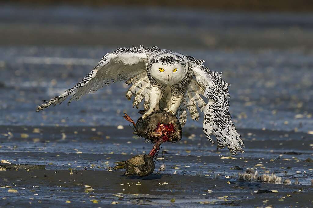Snowy Owl with a kill