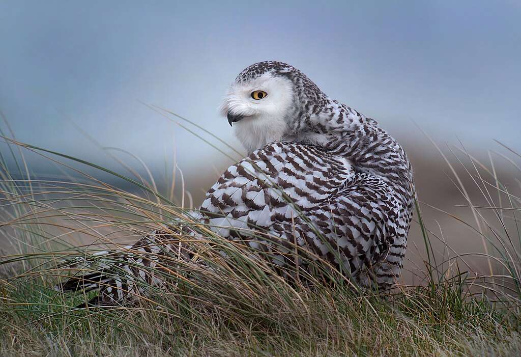 Snowy Owl in grass