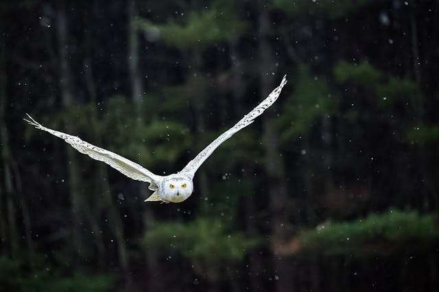 Brilliant white owl with piercing yellow eyes.