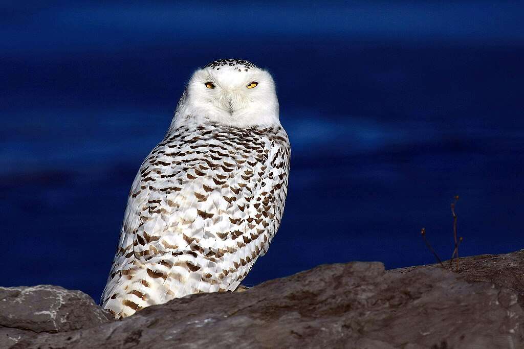 Snowy Owl sitting on rocks