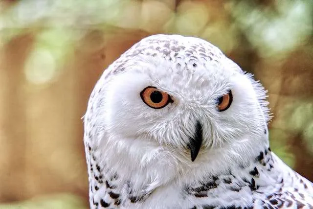 Brilliant white owl with piercing yellow eyes.