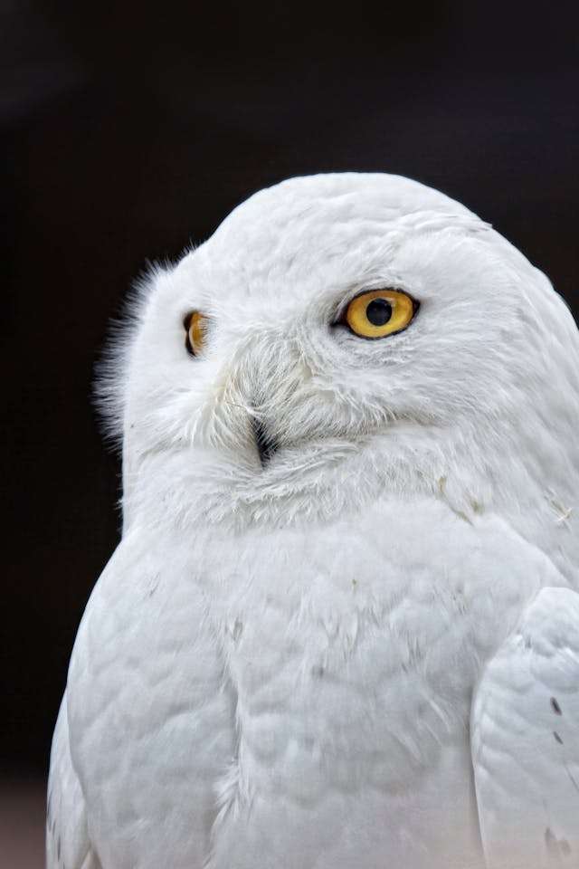 Brilliant white owl with piercing yellow eyes.
