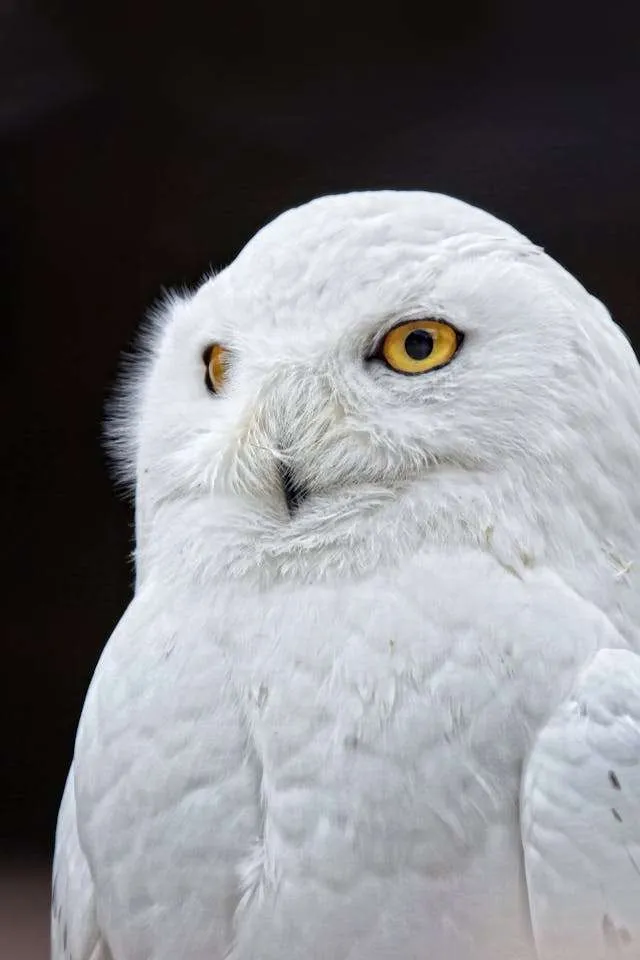 Brilliant white owl with piercing yellow eyes.