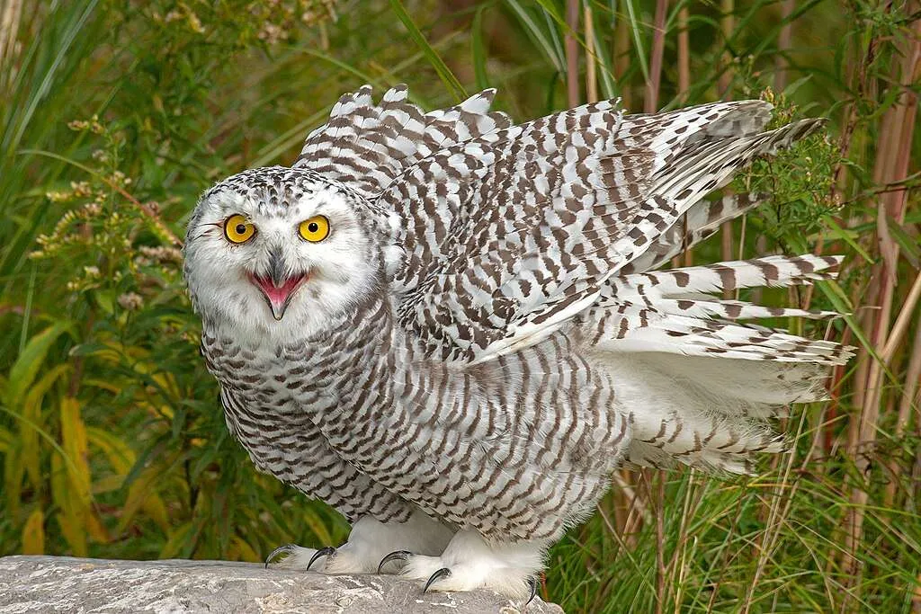 Juvenile Snowy Owl mid call