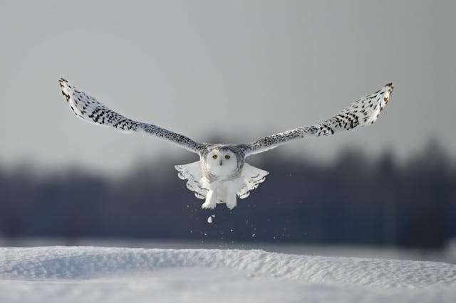 Brilliant white owl with piercing yellow eyes.