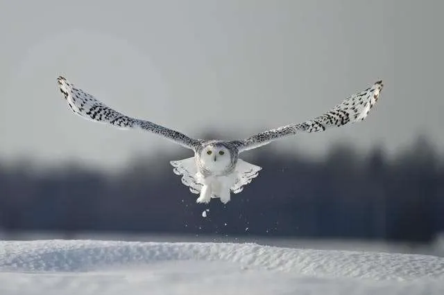 Brilliant white owl with piercing yellow eyes.