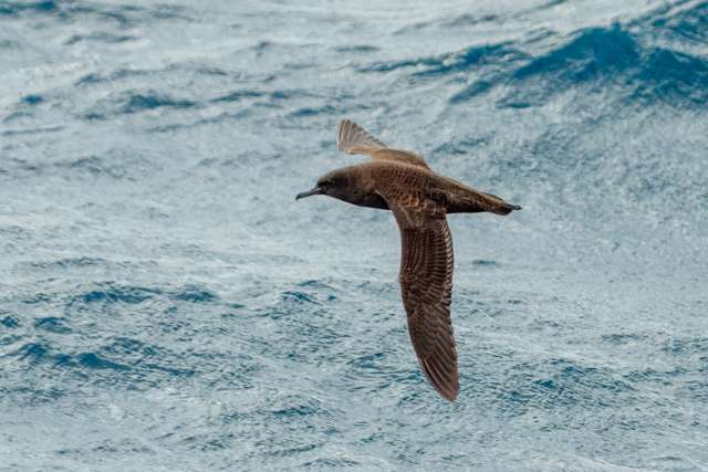 Very dark brown seabird with slender bill flying over the ocean.