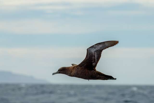 Very dark brown seabird with slender bill flying over the ocean.