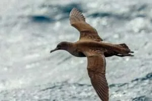 Very dark brown seabird with slender bill flying over the ocean.