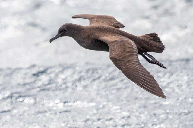 Very dark sea bird with long thin bill.