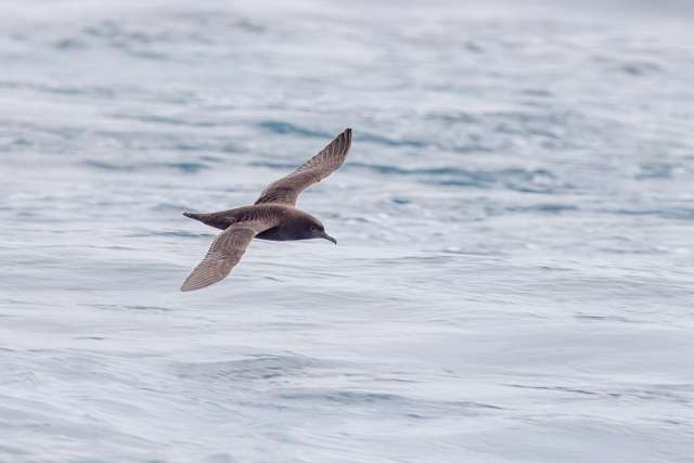Very dark brown seabird with slender bill flying over the ocean.
