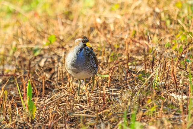 Small wetland bird with brown streaky upperparts, paler underneath with bright eye.