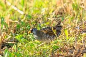 Small wetland bird with brown streaky upperparts, paler underneath with bright eye.