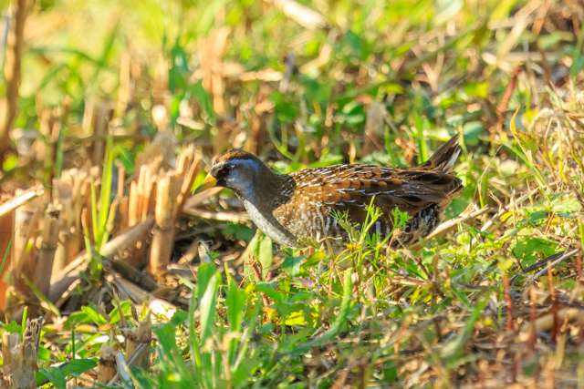 Small wetland bird with brown streaky upperparts, paler underneath with bright eye.