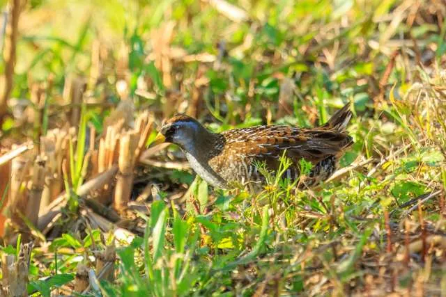 Small wetland bird with brown streaky upperparts, paler underneath with bright eye.