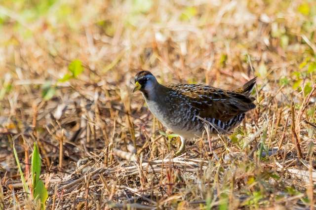 Small crake with cryptic, varied plumage and yellow bill.