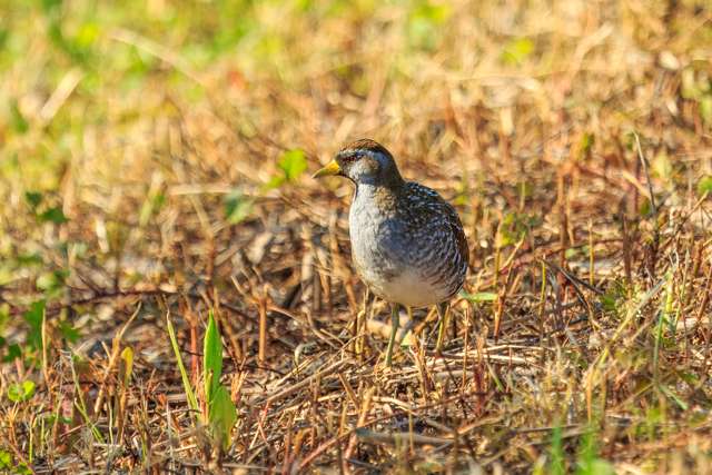 Small wetland bird with brown streaky upperparts, paler underneath with bright eye.