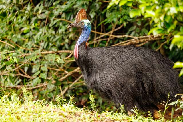 Huge flightless bird with black body and long blue neck.