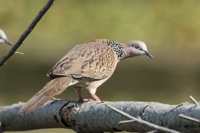 Brown dove with pink and gray head and white spots on a black neck.