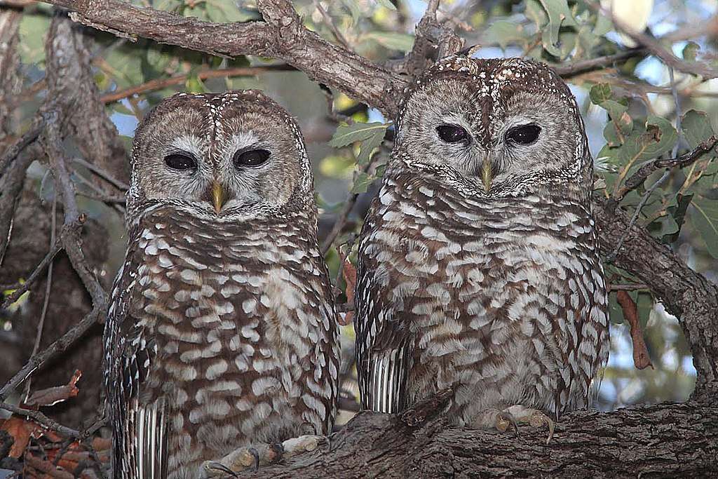 Pair of Spotted Owl