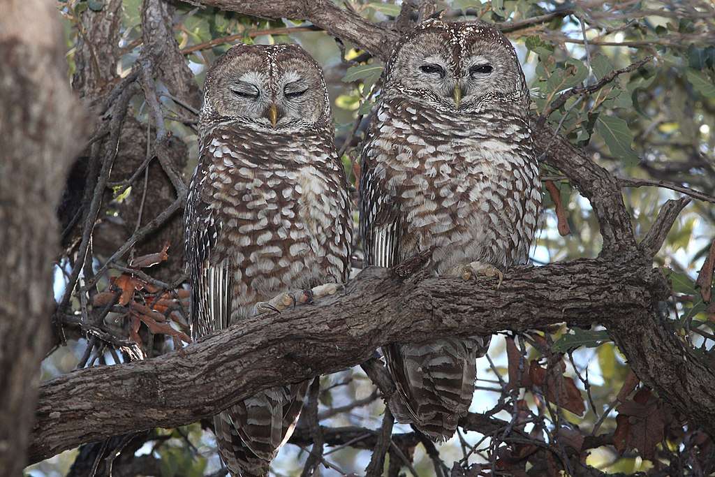 Pair of Spotted Owl on a branch