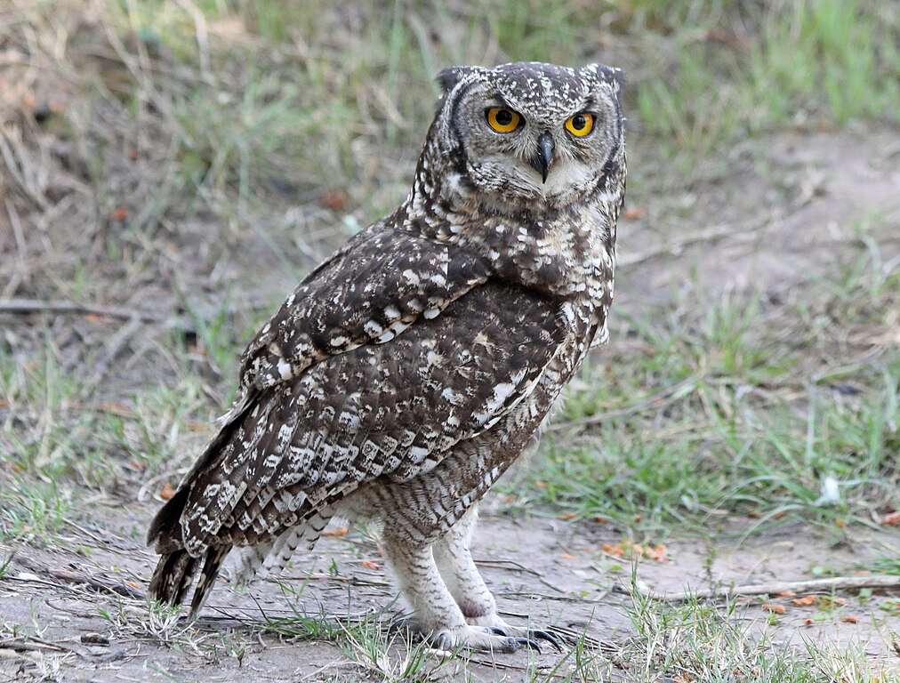 Spotted Owl on the ground