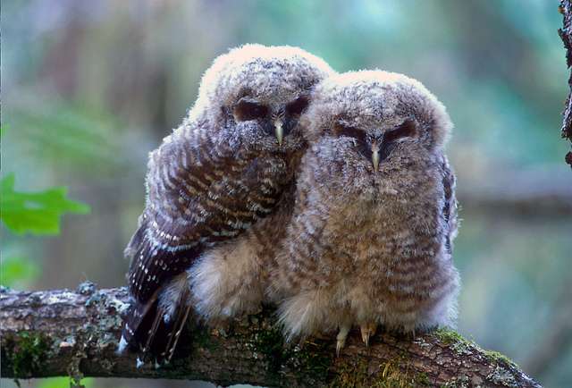 Pair of Spotted Owl huddled together