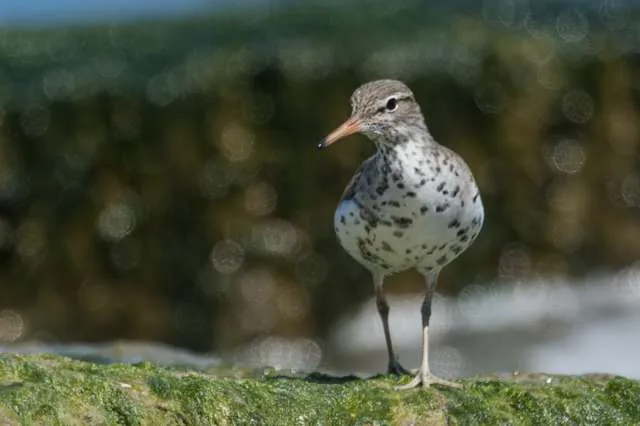 Large shorebird with plain back and white spotted breast.