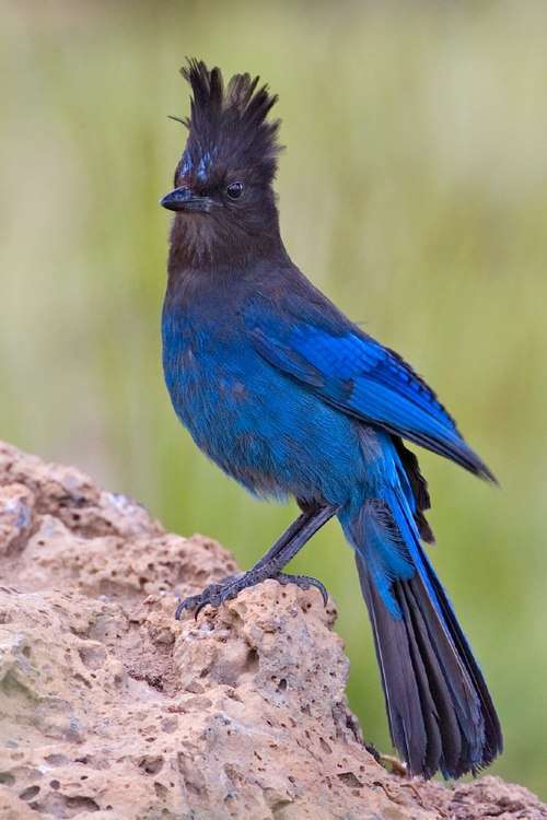 A large crow like bird has a black head and crest, fading to a dark blue back.