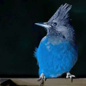 A large crow like bird has a black head and crest, fading to a dark blue back.