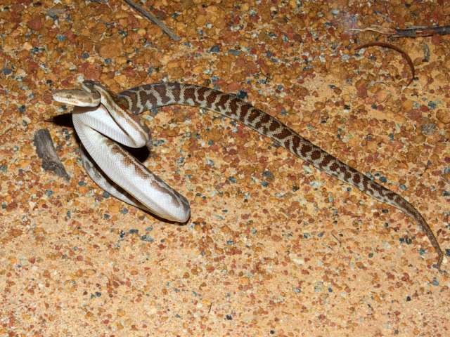 Brown and cream snake rearing up.