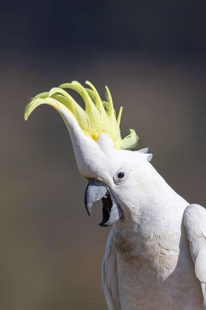 A large white parrot is calling. It has several large yellow feathers sticking up in a crest.