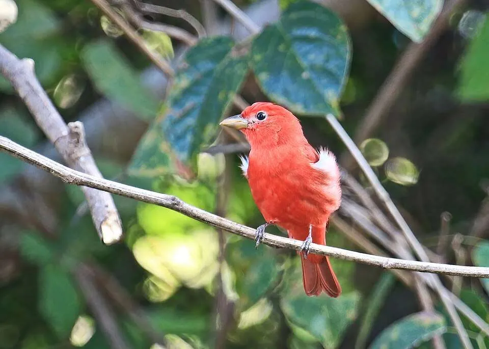 Male bird with large bill and brilliant red plumage.