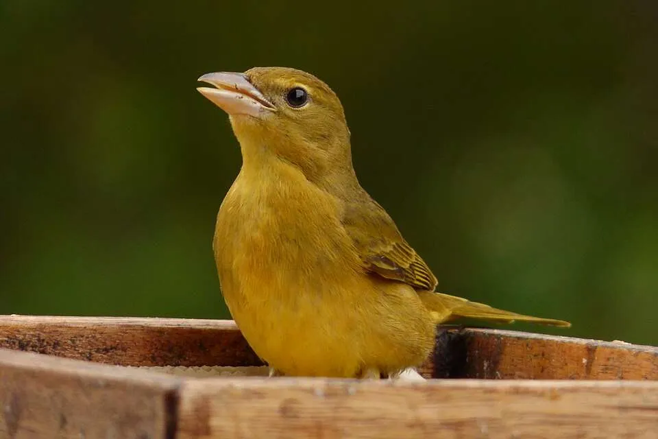 Female bird with olive yellow plumage and large bill.