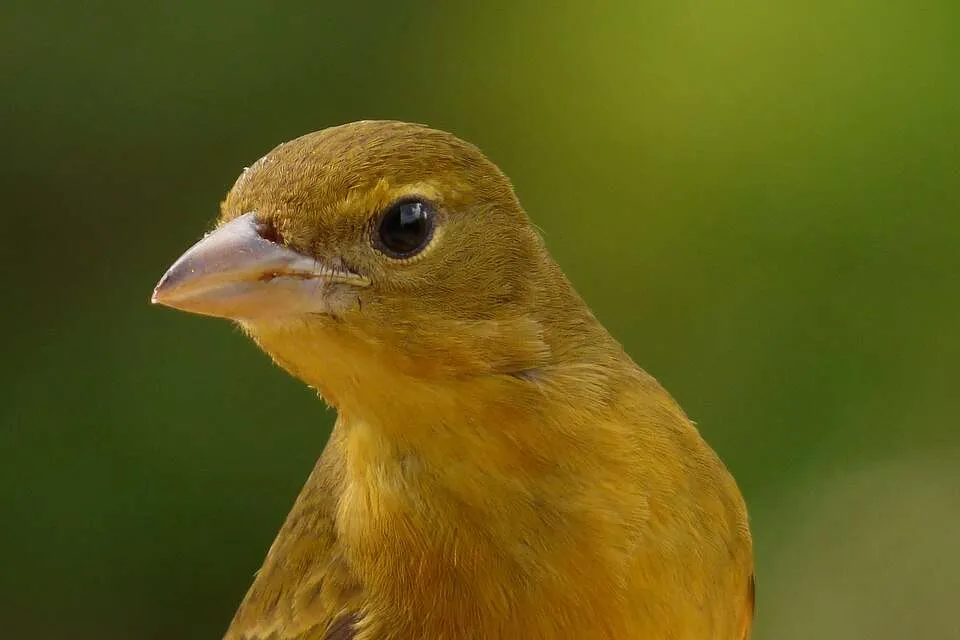 Female bird with olive yellow plumage and large bill.