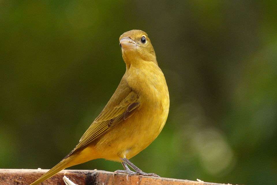 Female bird with olive yellow plumage and large bill.