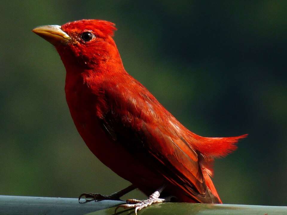 Male bird with large bill and brilliant red plumage.