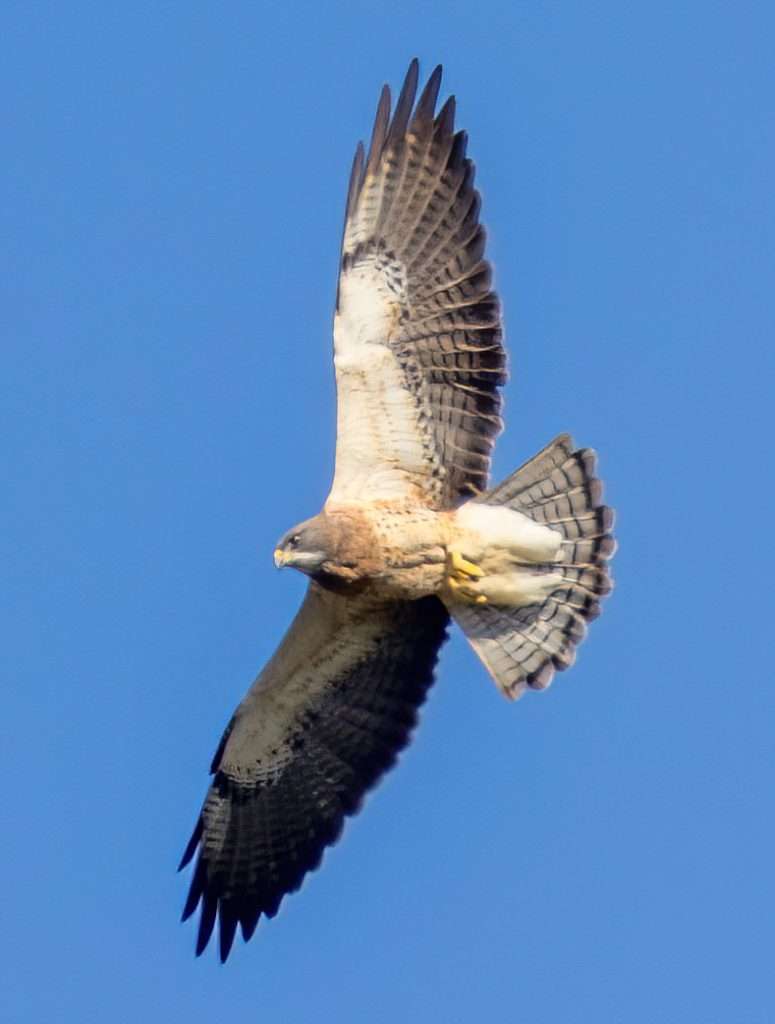Swainson's Hawk in flight