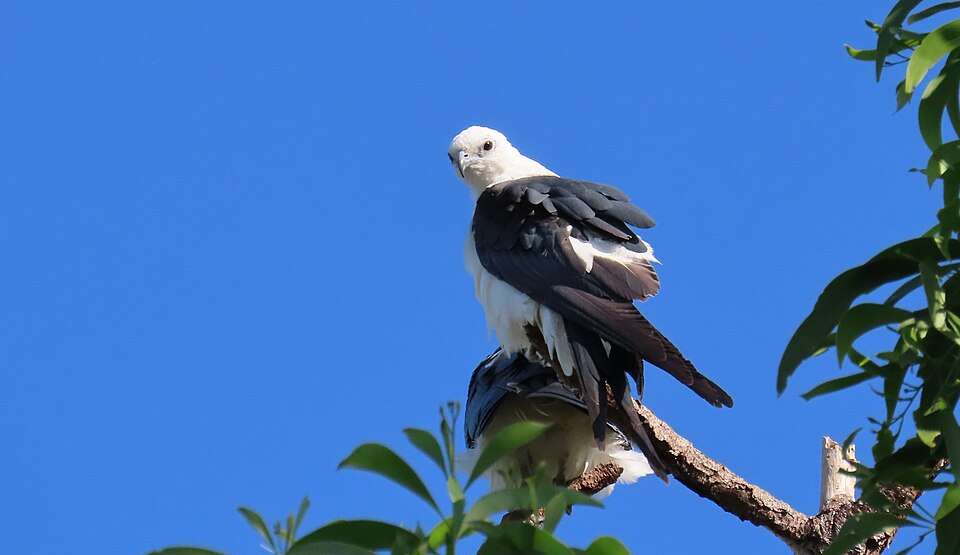 Very large bird of prey with black wings, white body and head and long forked tail.