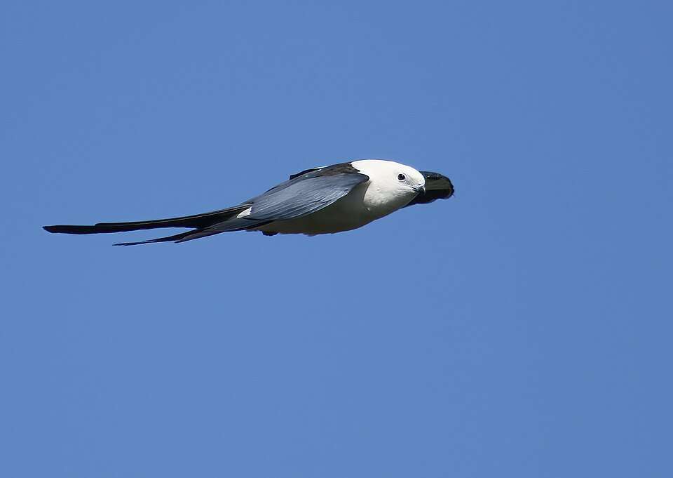 Very large bird of prey with black wings, white body and head and long forked tail.
