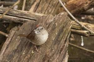 Small streaky sparrow on a log.