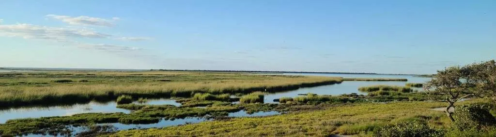 Texas Aransas National Wildlife Refuge Scene