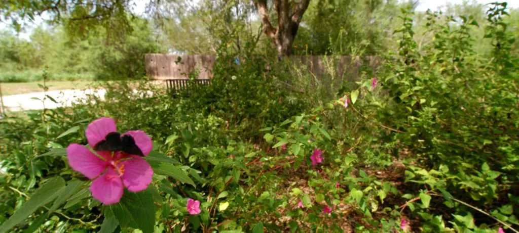Texas Bentsen-Rio Grande Valley State Park Scene